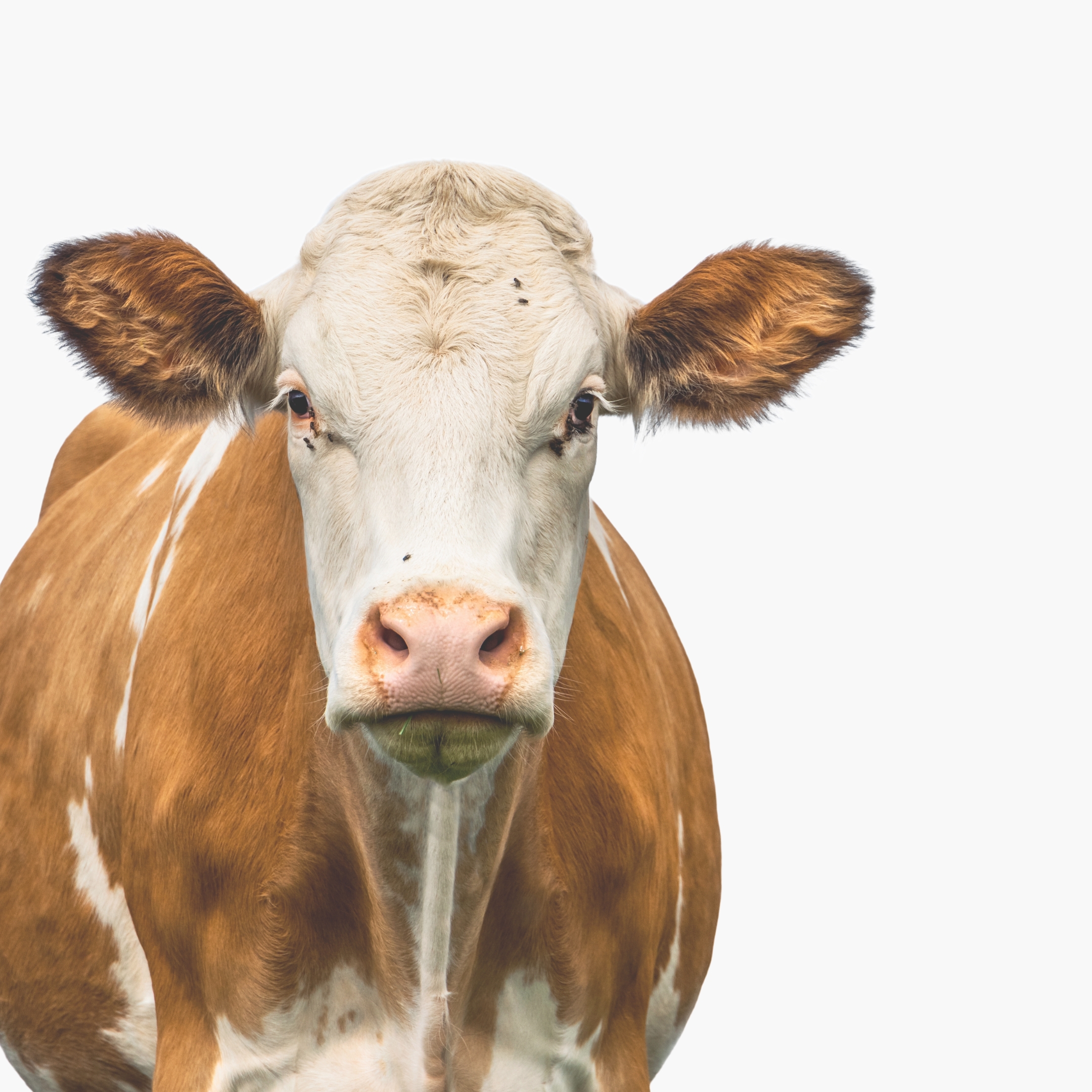 Grass fed collagen